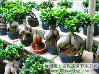 綠植_會議禮品定制_活動紀念品采購服務-杭州伍方會議服務有限公司